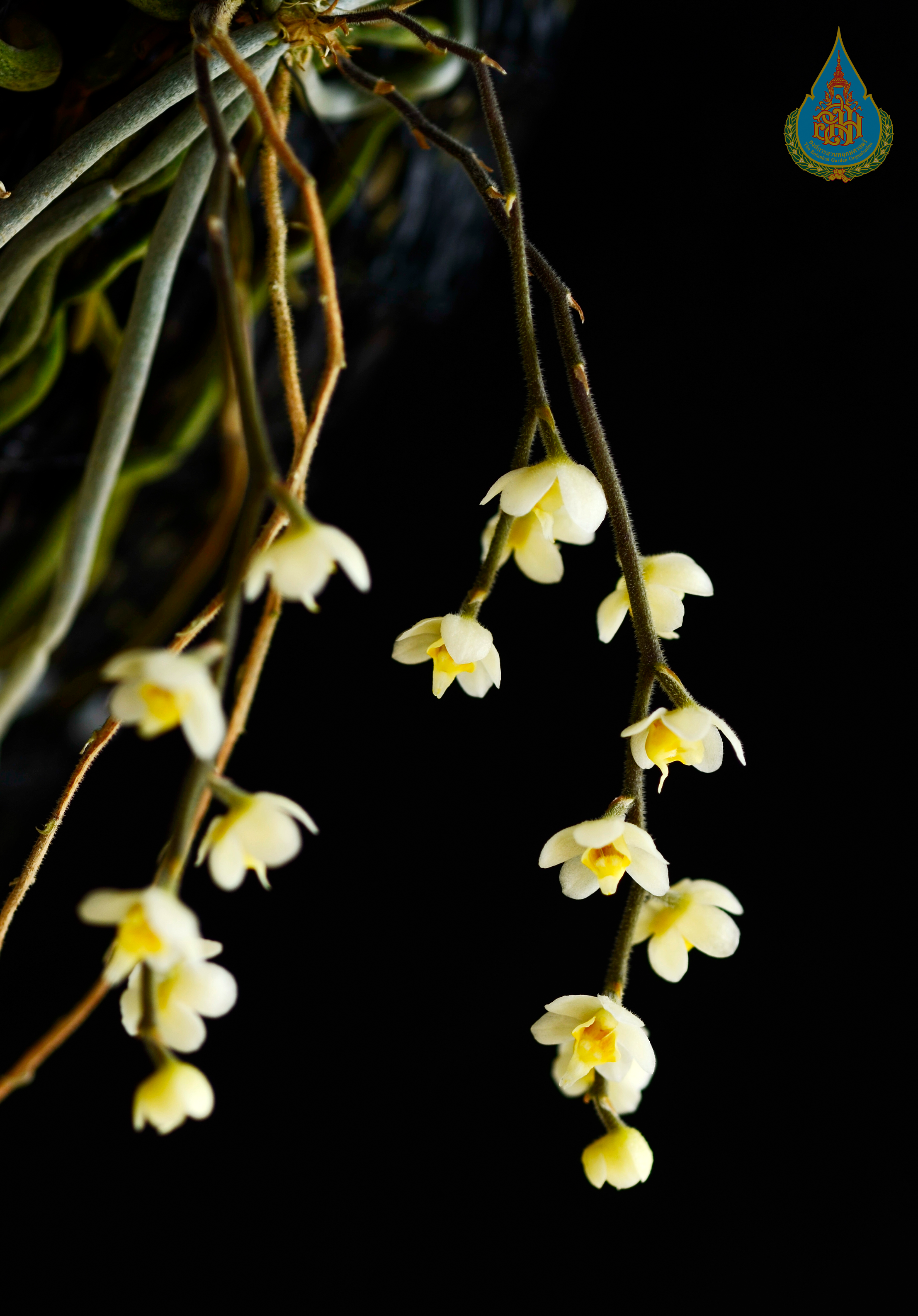 เอื้องพญาไร้ใบดอกขาว Chiloschista exuperei (Guillaumin) Garay<br/>ORCHIDACEAE